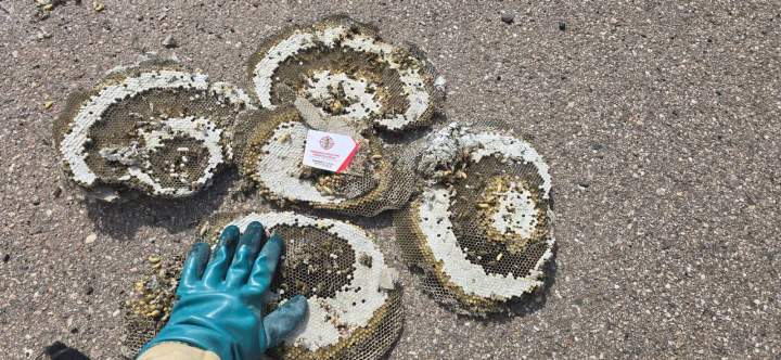 Destruction de nids d'insectes Nancy