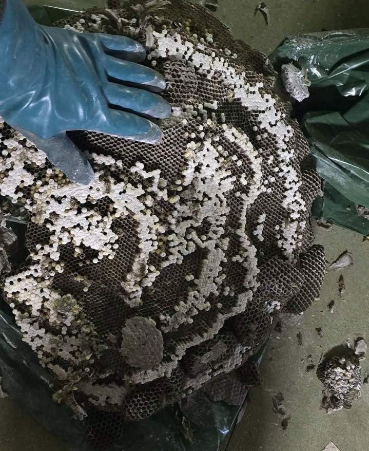 Grand nid d'insectes retiré Nancy