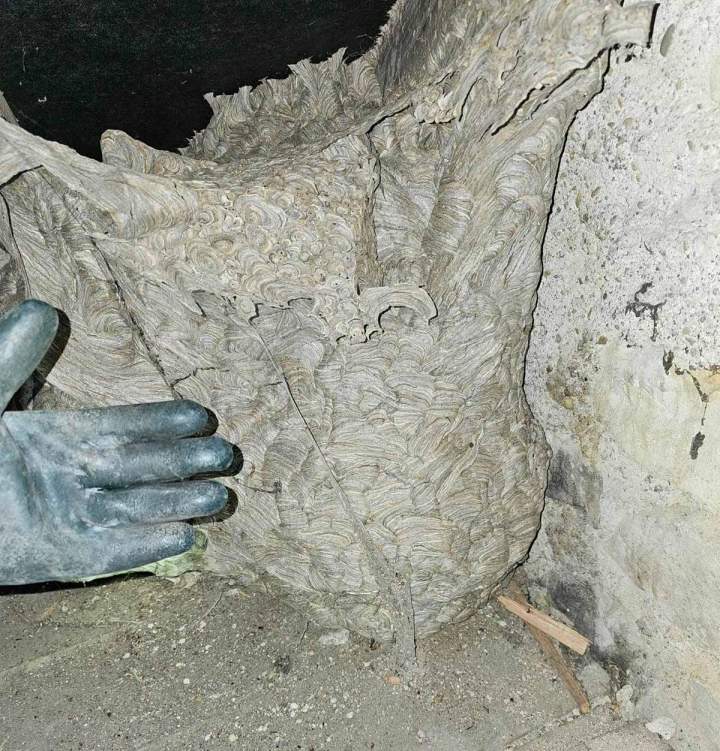 Enlèvement nid de frelons Nancy