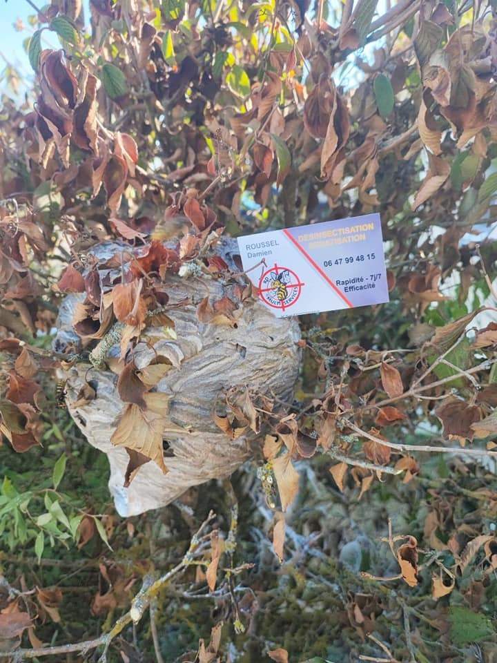 Destruction de nid de frelons Nancy