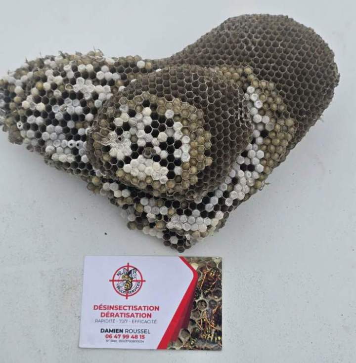 Nid d'hyménoptère retiré Nancy
