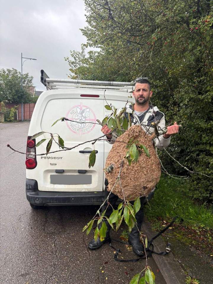 Élimination nid de frelons Nancy