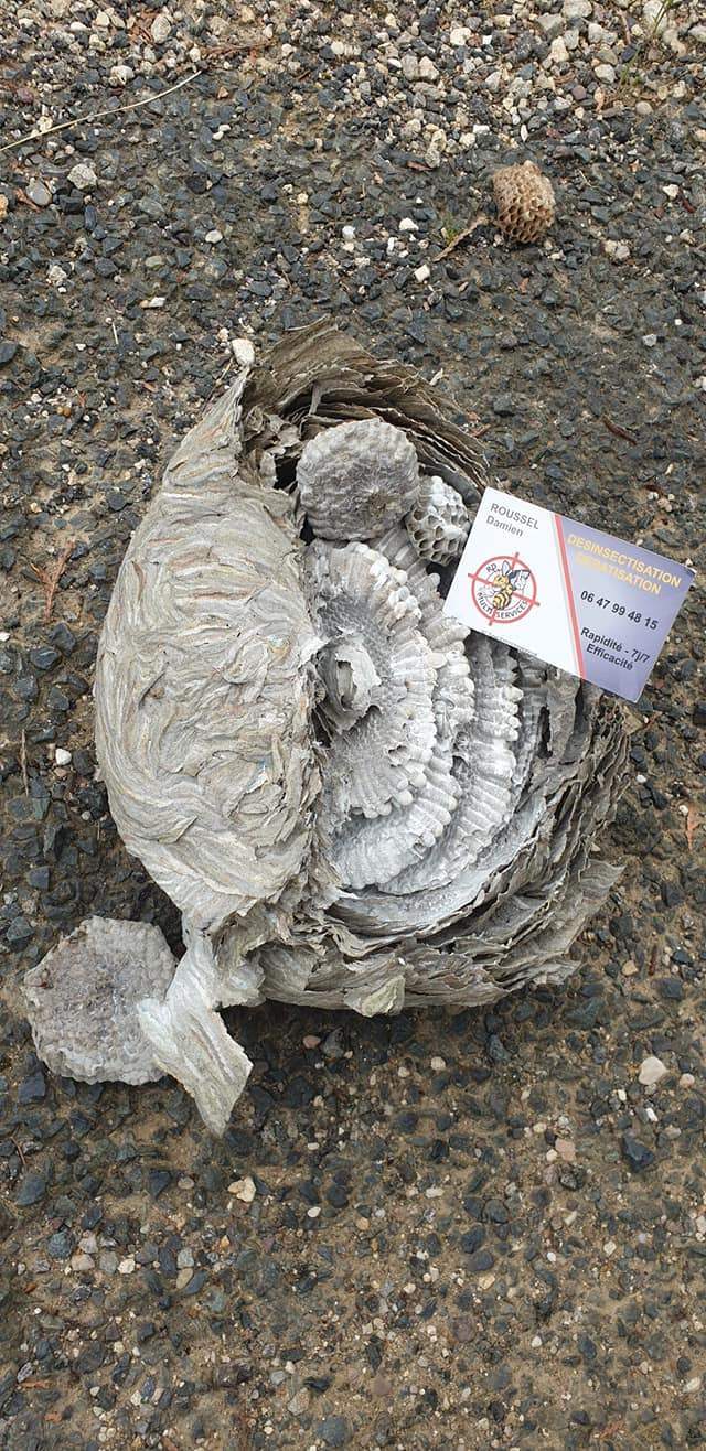 Nid de frelons détruit Nancy