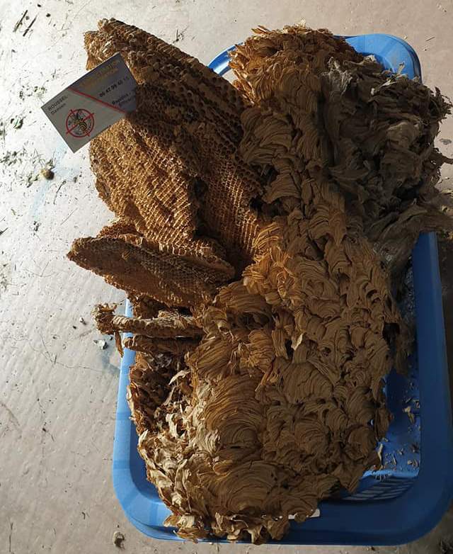 Grand nid de frelons retiré Nancy