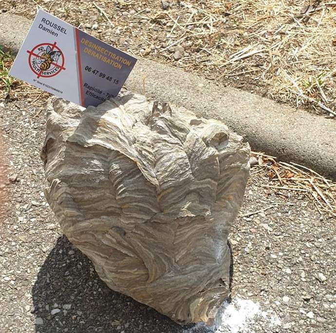 Nid de guêpes enlevé Nancy