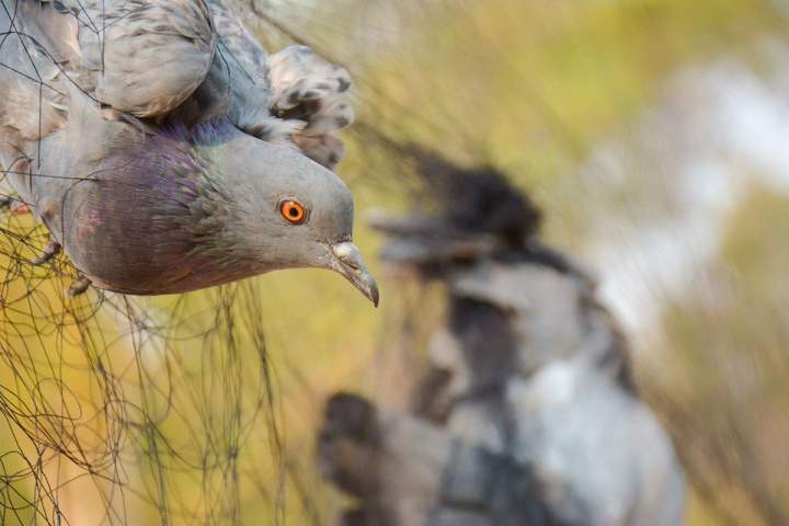 Le pigeon biset s'adapte parfaitement à l'habitat humain. Il niche dans les anfractuosités des façades, sur les rebords de fenêtres ou sous les combles. 