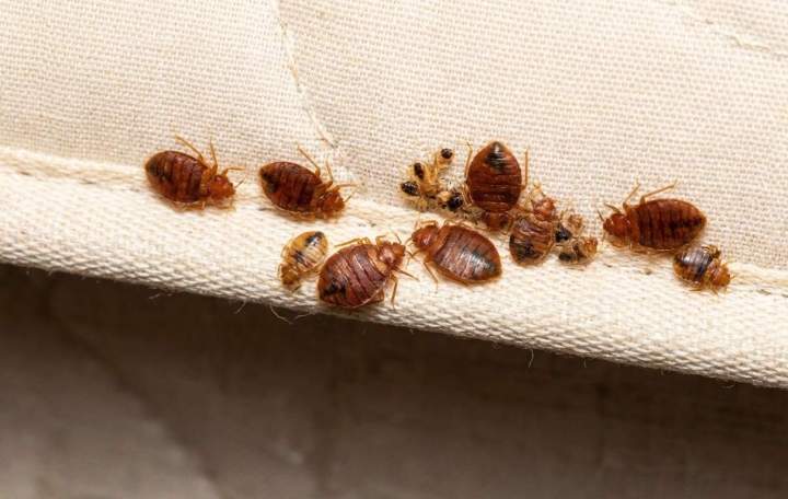 Punaise de lit  Nancy