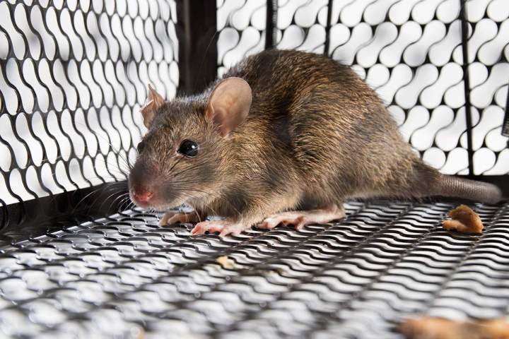 Le rat brun (surmulot) et la souris domestique sont des rongeurs commensaux : ils vivent au crochet de l'activité humaine. 